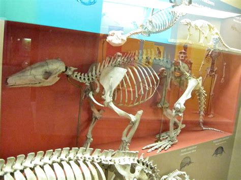 African Aardvark skeleton | Order Tubulidentata The African … | Flickr