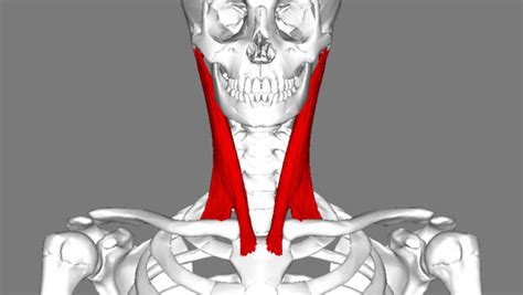 Sternocleidomastoid muscle - SCM Muscle - The Yoga Space