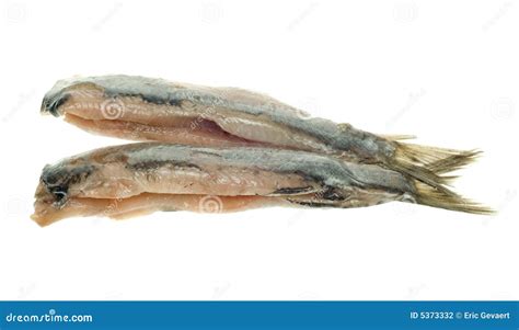 Dutch herring stock photo. Image of white, fish, herring - 5373332