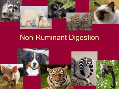 Non-Ruminant Digestion