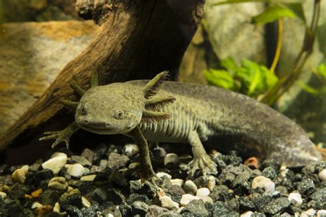 Der Axolotl: 10 interessante Fakten - Deine Tiere