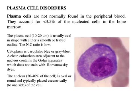 PPT - PLASMA CELL DISORDERS Plasma cells are not normally found in the peripheral blood. They ...