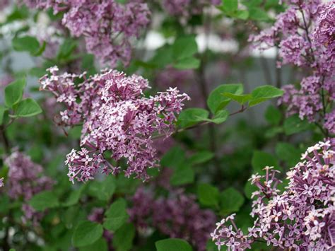 Lilac Planting Guide