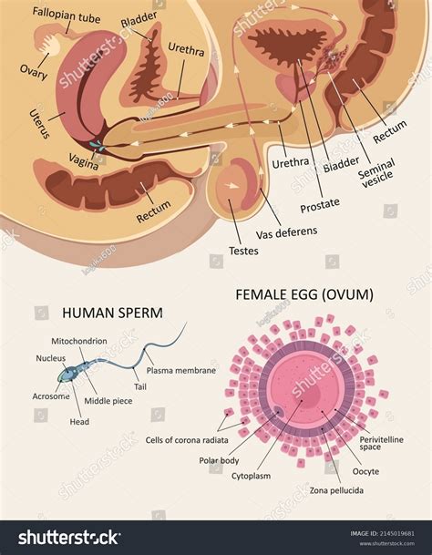 Sexual Intercourse Anatomy Royalty-Free Images, Stock Photos & Pictures ...