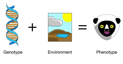 Difference Between Genetic Variation and Environmental Variation | Definition, Cause and Effect ...