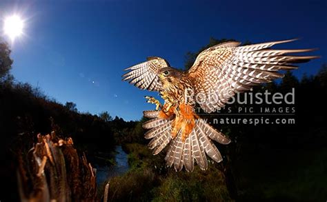 New Zealand Falcon (Falco novaeseelandiae; Falconidae) flying and landing at high speed ...