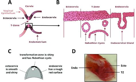 Cervix Histology Diagram