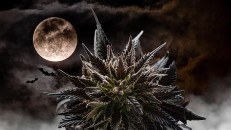 7 Spooky Cannabis Strains for Celebrating Halloween - Boardroom