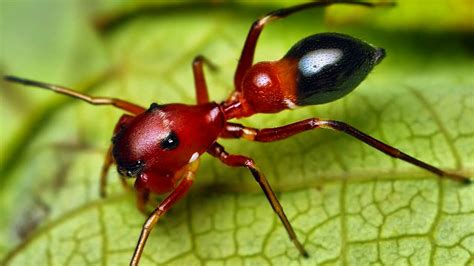 صور حشرة النمل الحمراء الخطيرة السامة Red Dangerous Ants Images - عالم الصور