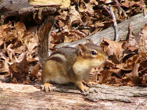 The Online Zoo - Eastern Chipmunk