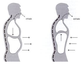 Paradoxical breathing (abdominal paradox): Mechanism | Medicine Specifics