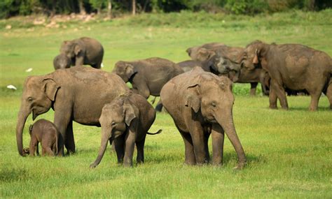 [VIRAL] China's Internet Famous Wandering Elephants Take a Rest After 500km Trek | Nature World News