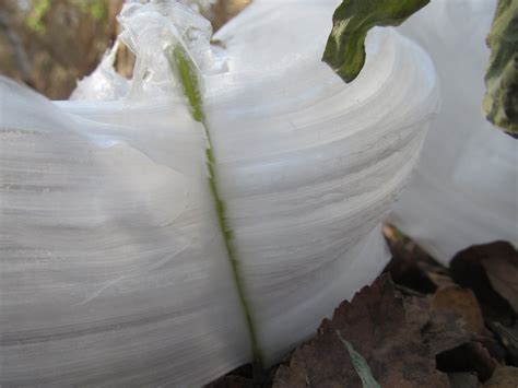 Frost Flowers: Beautiful but Rare Wonders of Nature ~ Kuriositas