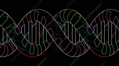 DNA molecule, animation - Stock Video Clip - K008/8247 - Science Photo Library