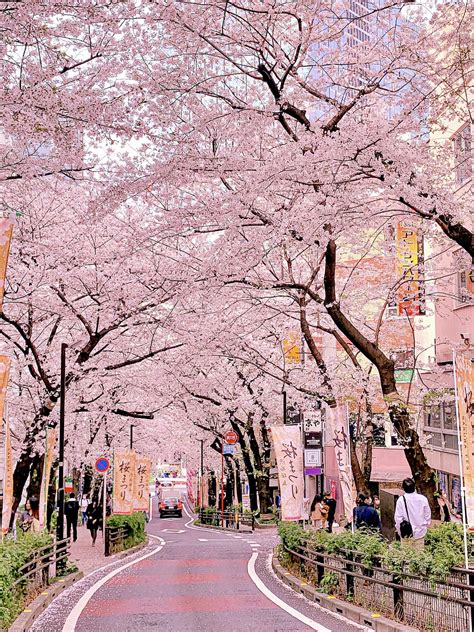 Public Spaces with Roadside Cherry Blossom Trees Row You Don’t Want to ...