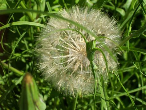 One Huge Dandelion Type Flower Officially Known as Salsify, It's a Weed ...