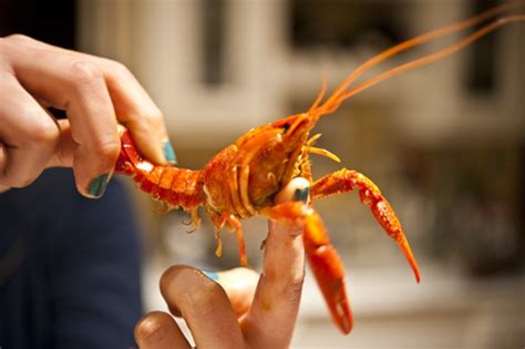 How to Eat Crawfish - GeorgiaPellegrini.com