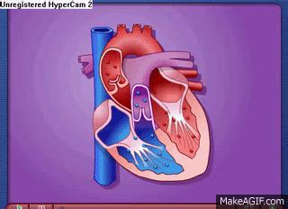 Cardiac Cycle - Systole & Diastole on Make a GIF