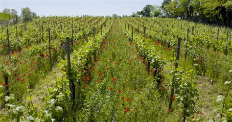 Viticultural Biodiversity - Franciacorta Environmental Sustainability