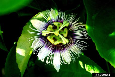 passionflower (Passiflora edulis)