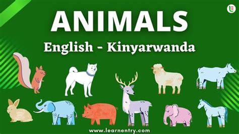 Animals names in Kinyarwanda and English - Common Kinyarwanda Vocabulary