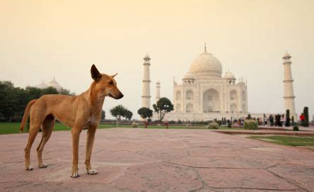 A dog against the backdrop of the Taj | Street dogs, Taj mahal, Taj ...