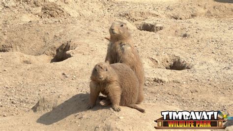 Timbavati Wildlife Park's Prairie Dog Encounter - YouTube