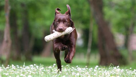 Chocolate Lab - Your Guide To The Chocolate Labrador Retriever