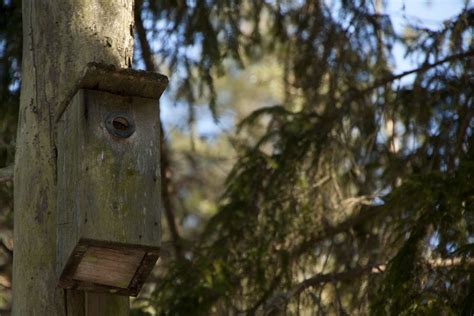 Birdhouse | Juho Metsävuori | Flickr