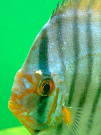 Discus Fish Diseases - Discus Fish Types