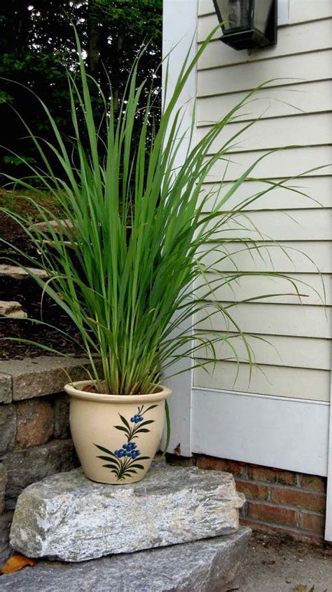 How to Grow Lemongrass from Seed | Growing Instructions