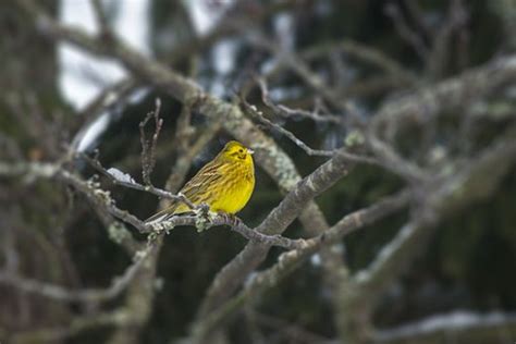 30+ Free Yellowhammer & Nature Images - Pixabay