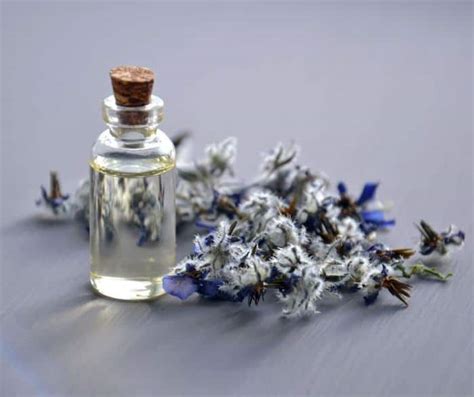 4 Benefits Of Borage Oil In Arthritis [UPDATED]