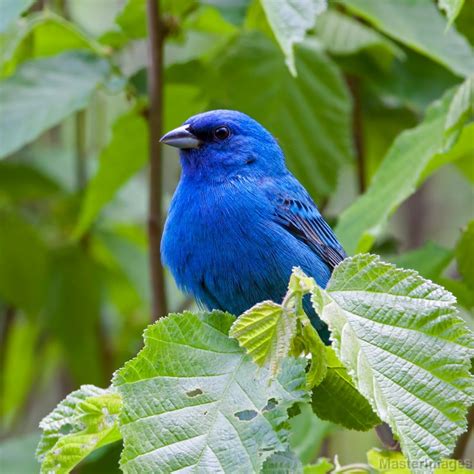 Indigo Bunting/_MG_1327c