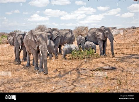 Elephants watering hole serengeti tanzania hi-res stock photography and images - Alamy