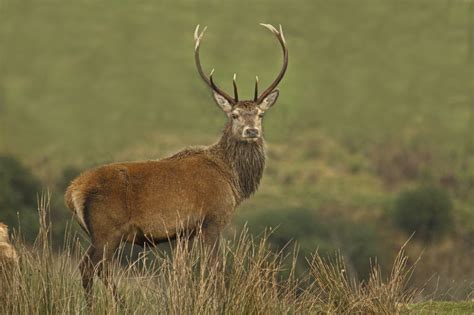 5 Reasons Why Ireland Should Be Your Next Wildlife & Nature Adventure ...