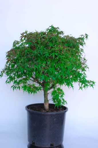 Dwarf Japanese Green Maple 'Sharp's Pygmy' Pre-Bonsai Tree - 3 Gallon