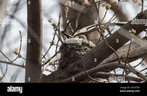 Chaffinch eggs Stock Videos & Footage - HD and 4K Video Clips - Alamy