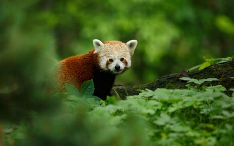 The Remarkable Yet Unknown Species of India – The Red Panda - JungleSutra