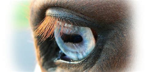 10 Fun Facts On The Horse’s Eyes – Insider Horse – Latest & Greatest Horse New Publication