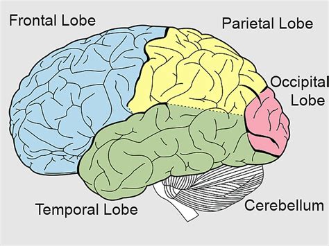 Dorsolateral Prefrontal Cortex, prefrontal Cortex, Occipital lobe ...