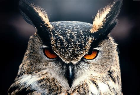 Owl Closeup 4k, HD Birds, 4k Wallpapers, Images, Backgrounds, Photos ...