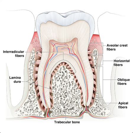 Trabecular Bone Tooth