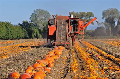 Seed Harvester harvesting pumpkin seeds | While we have seve… | Flickr