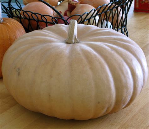 Long Island Cheese Pumpkin 20 Seeds | eBay