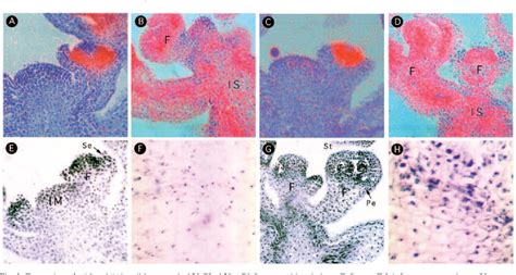 Figure 1 from The Arabidopsis homeotic genes APETALA 3 and PISTILLATA are sufficient to provide ...