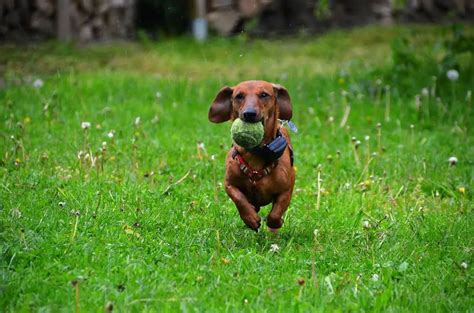 Dachshund Training - Tips on Training a Dachshund