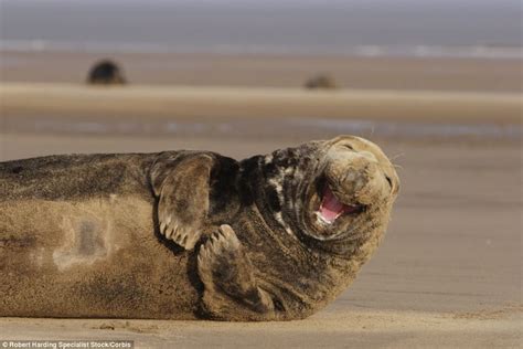 Chuckling seals that love to have a laugh (and are bound to put a smile ...