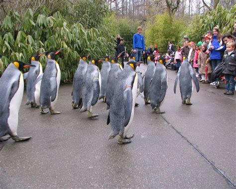 Photos from the Zurich Zoo (Zoological Garden), Switzerland