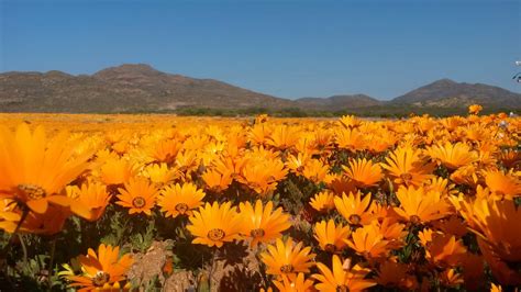 Wildflowers West Coast South Africa | Best Flower Site